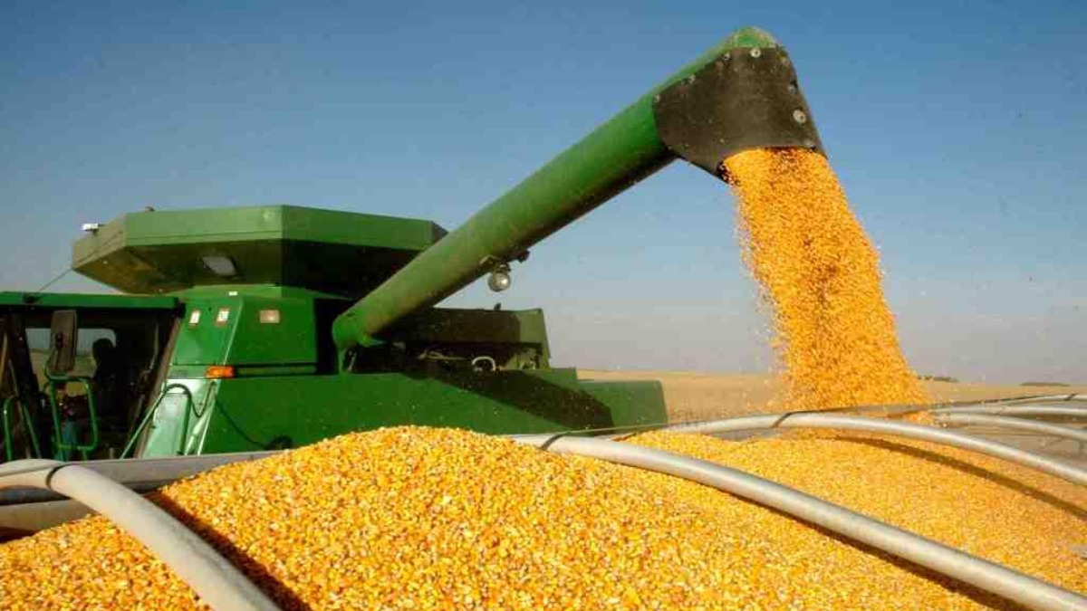 В Беларуси убрано 96,6% площадей кукурузы