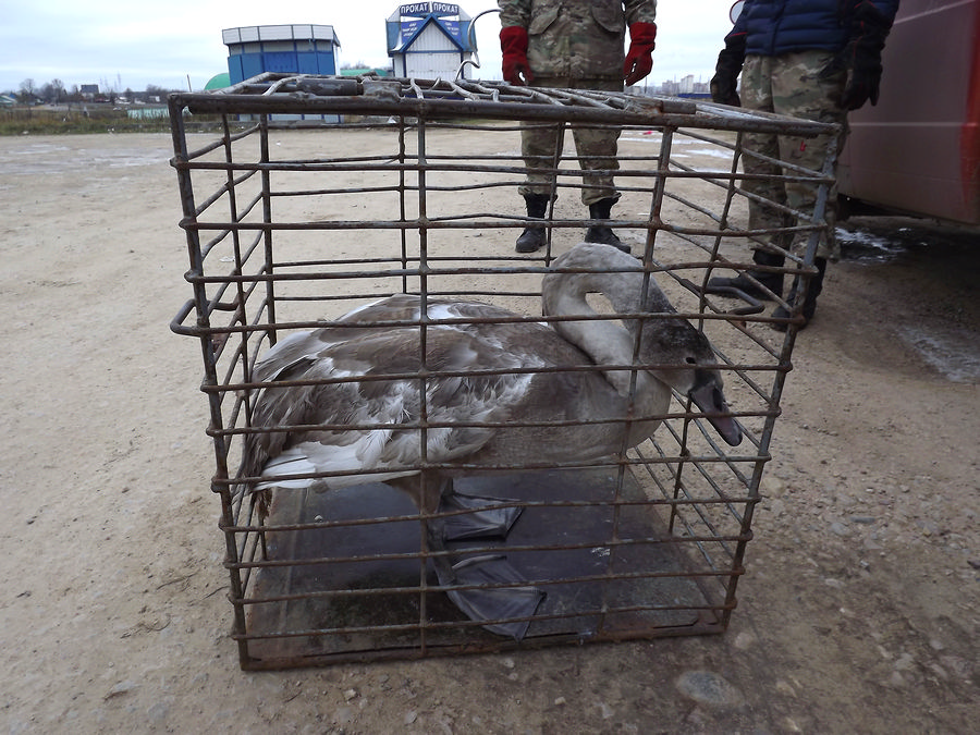 На замерзающем водоеме в Витебске спасли лебедя