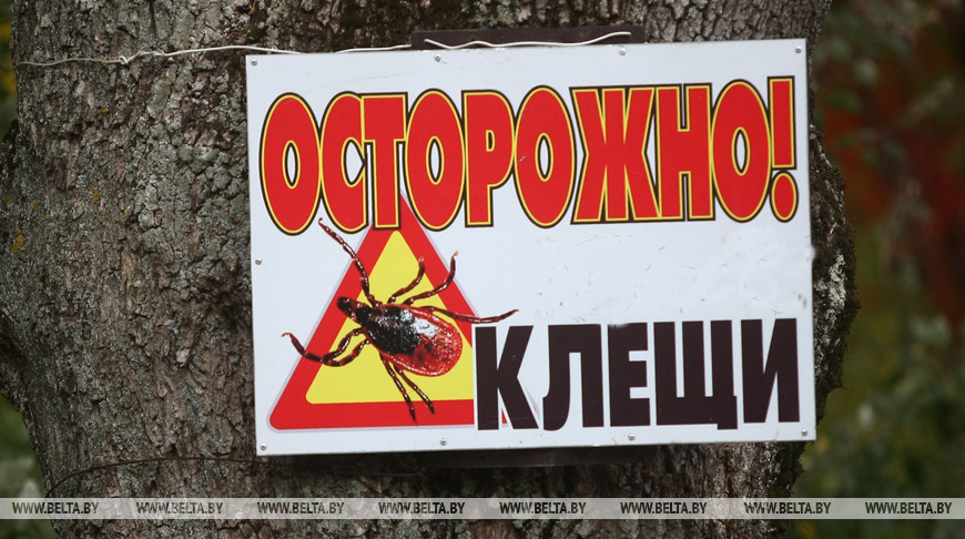 Переломы, порезы, укусы клещей: в Витебске за медпомощью в выходные обратились 120 человек