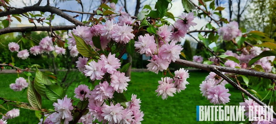 ФОТОФАКТ: в Ботаническом саду Витебска расцвела сакура