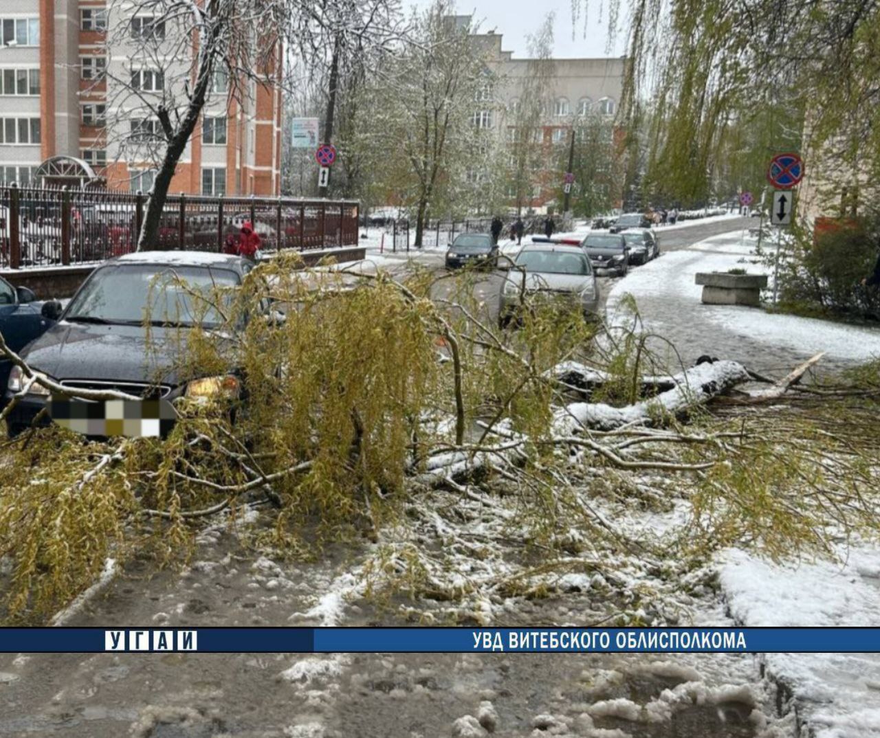 В Витебске 19 апреля зафиксировано шесть случаев падения деревьев на машины
