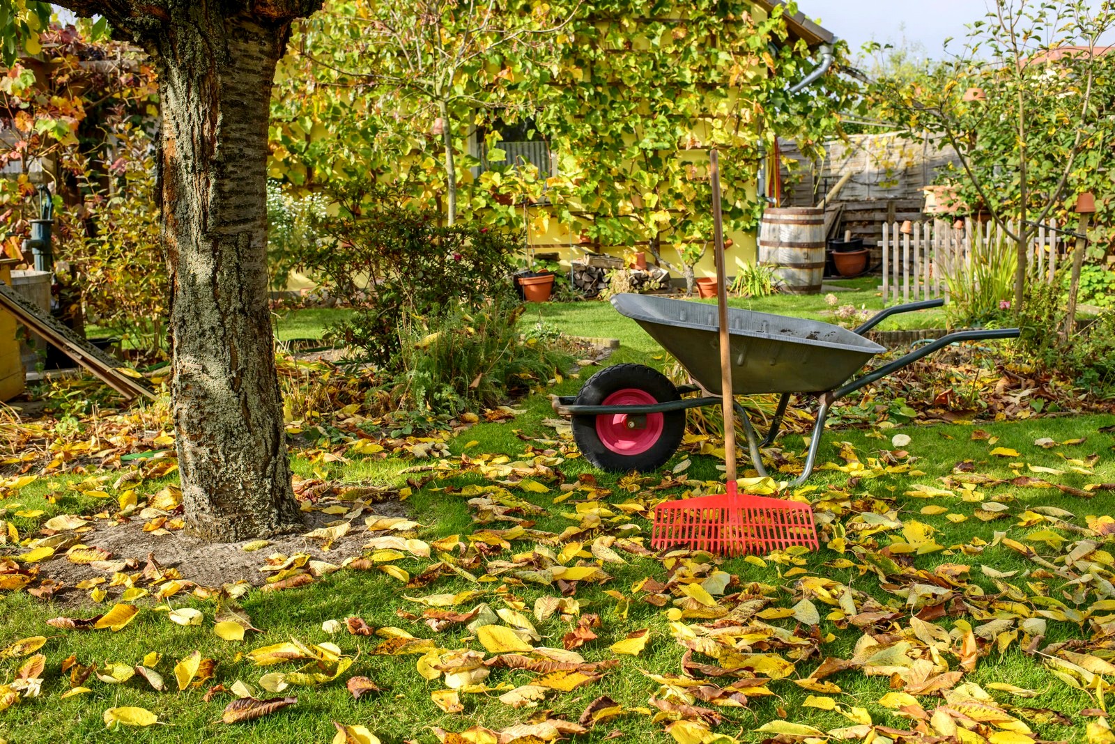Медный купорос, мочевина, железный купорос: чем и как обработать сад от вредителей перед зимой