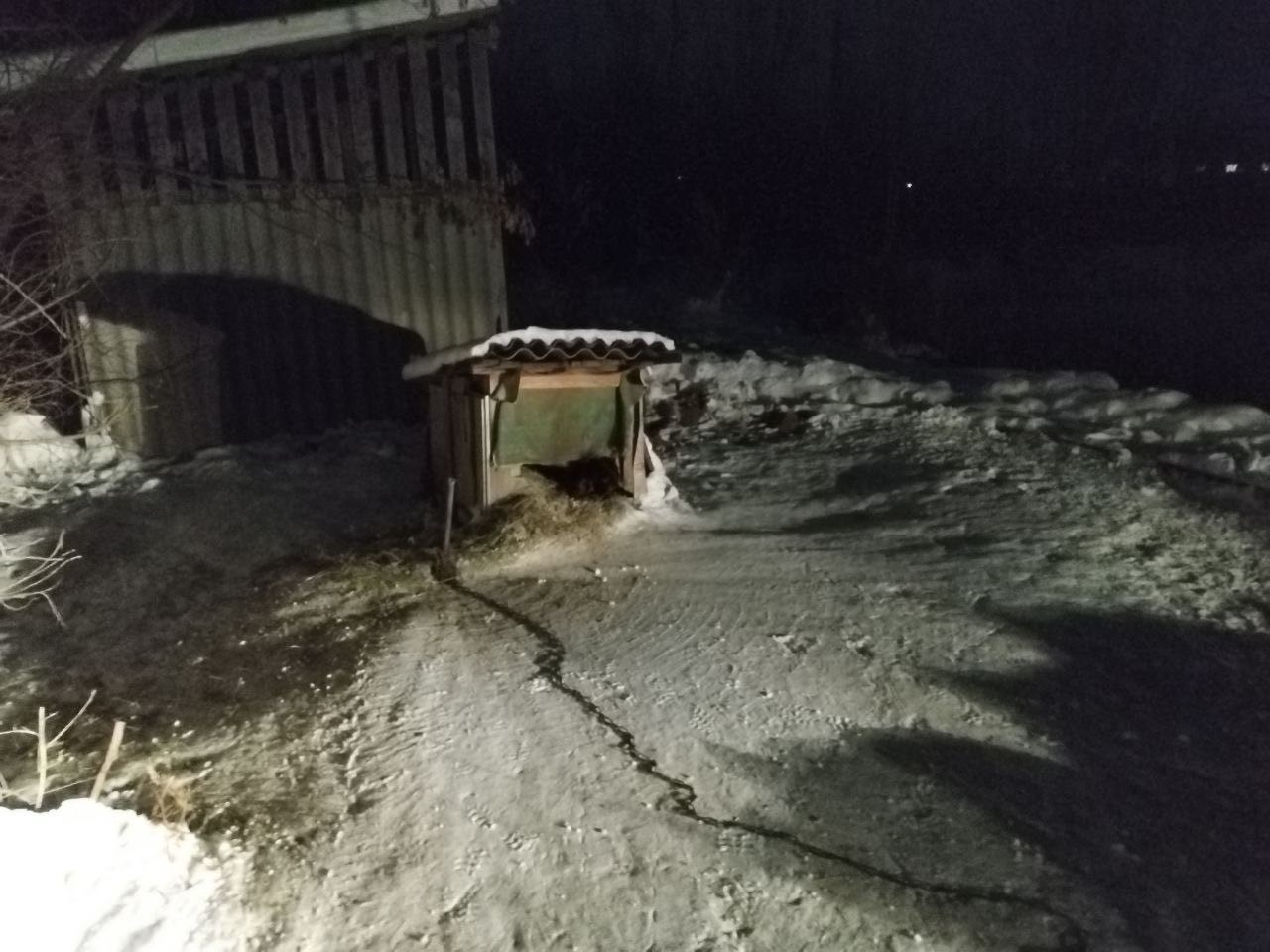 В Лепельском районе милиционер застрелил собаку, которая напала на прохожих