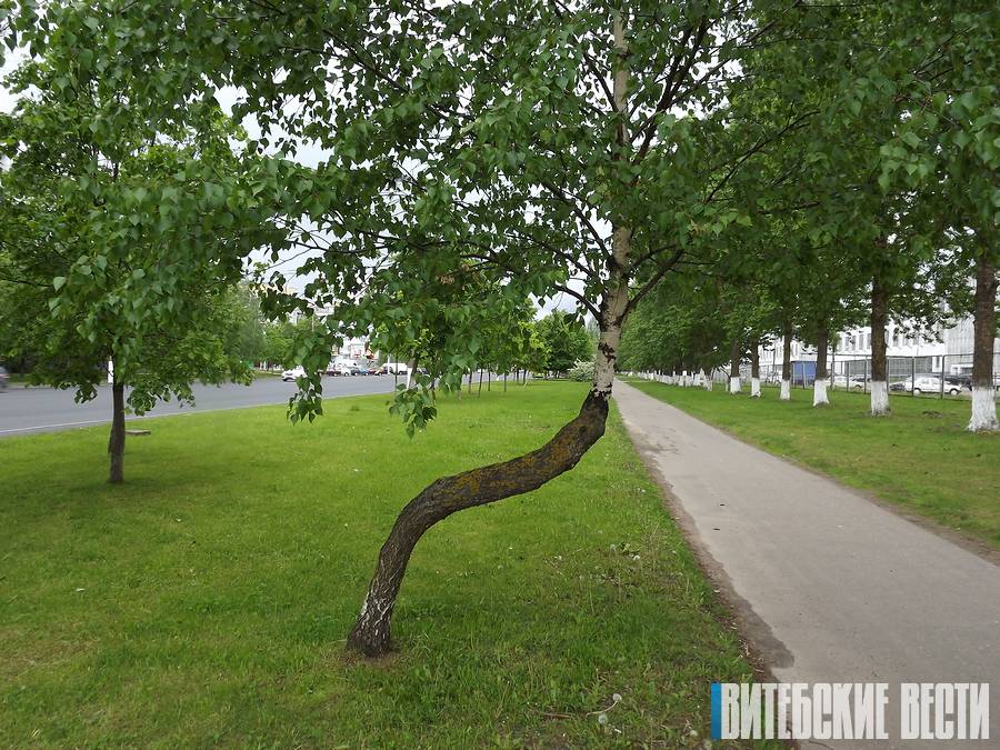 Причудливо изогнутая берёза растёт на проспекте Строителей в Витебске