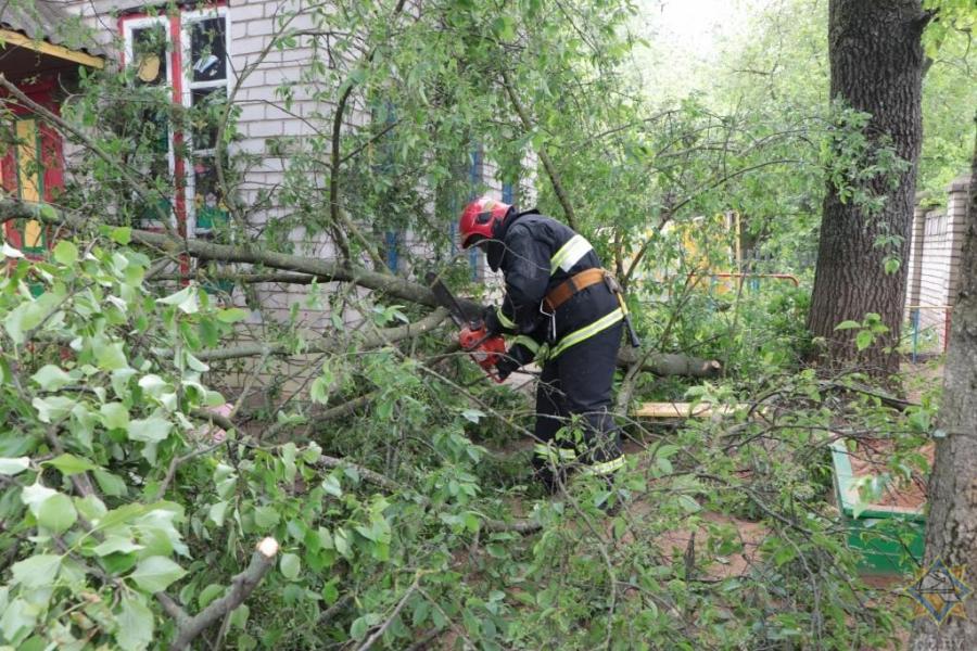 В Витебской области сильный ветер повалил около 30 деревьев