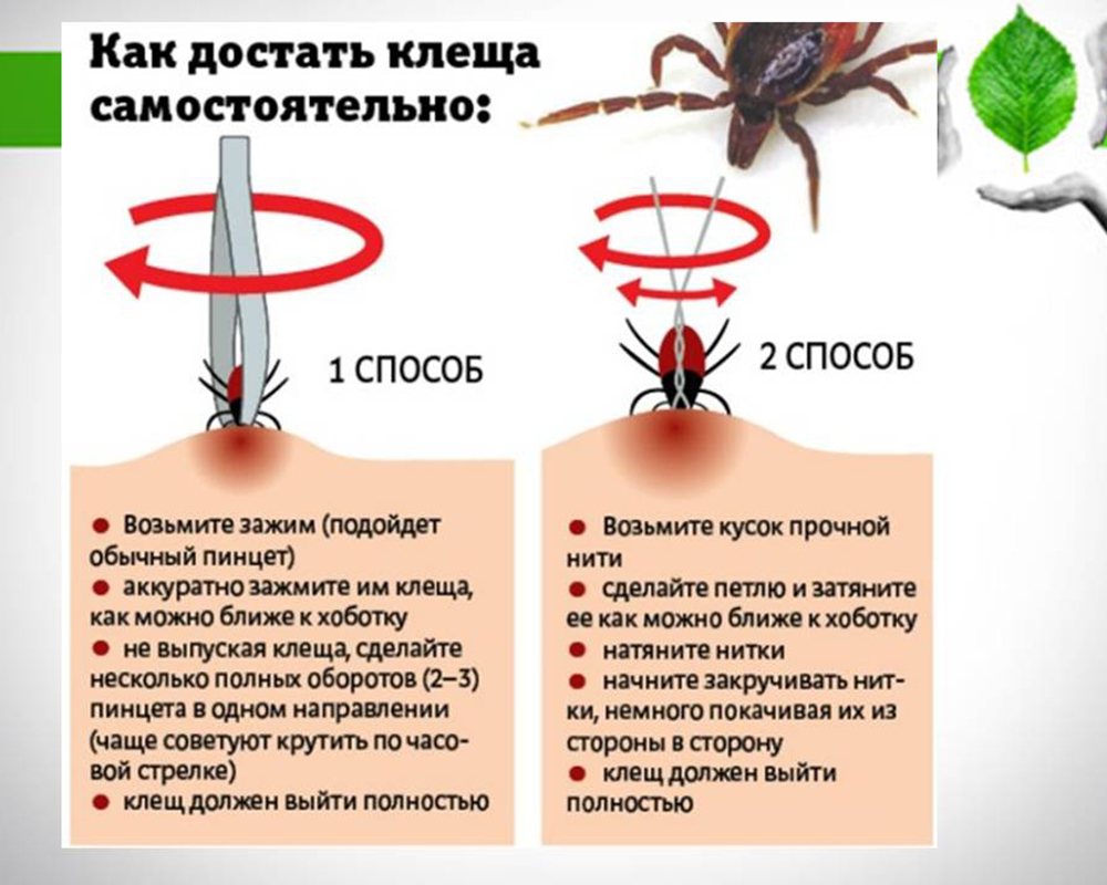 Почему люди не сразу замечают укус клеща и почему нельзя давить кровососа? Объясняет энтомолог