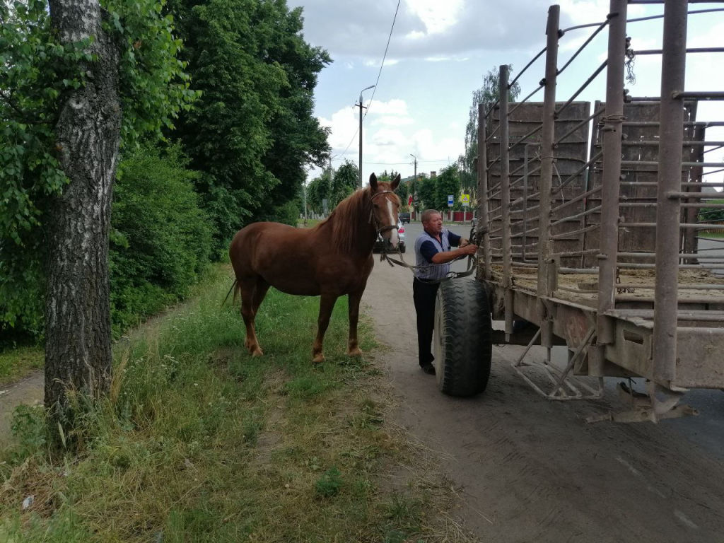 В Лиозненском районе безработные приятели увели с фермы коня