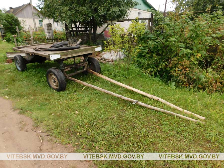 В Шумилино мужчина сдал на мясо колхозную лошадь, чтобы купить алкоголь