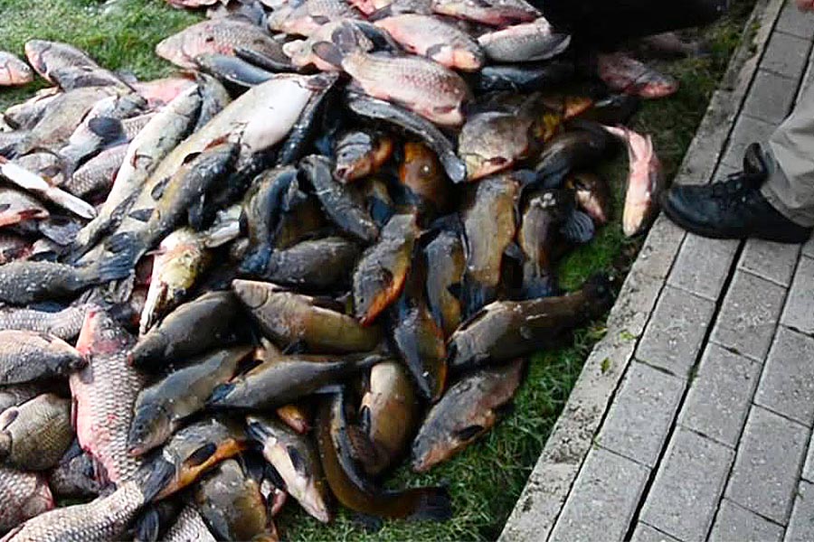 Два браконьера в Оршанском районе наловили рыбы нормой на 17 человек