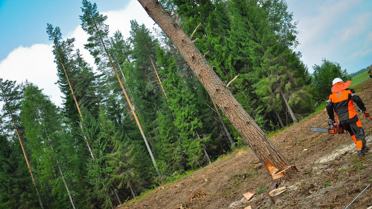 КГК выявил нарушения в работе нескольких лесхозов Витебской области