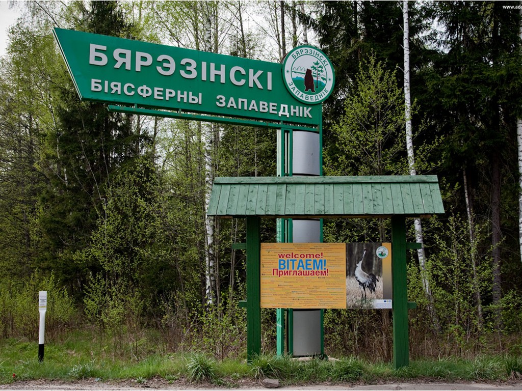 Сотрудничество с российскими регионами. Как развивается Березинский биосферный заповедник 