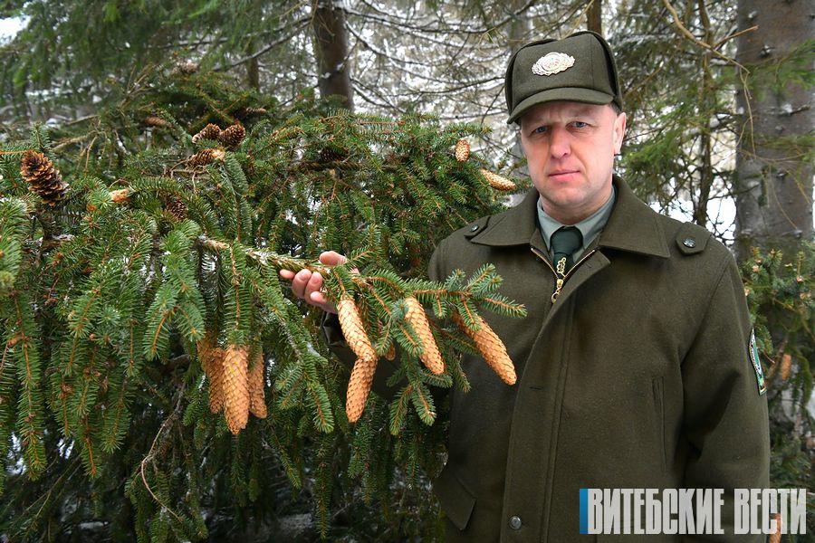 Как в Витебской области собирают и перерабатывают шишки и куда отправляют семена в дальнейшем