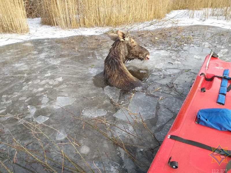 В Городокском районе лось провалился под лед