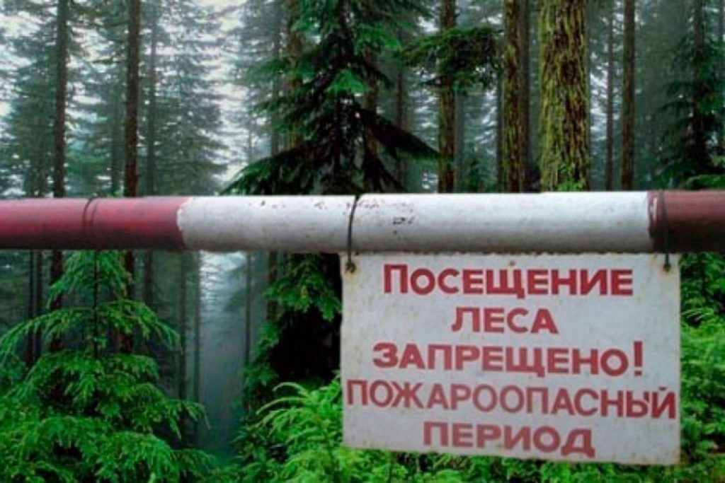 По всей Витебской области ограничено посещение лесов