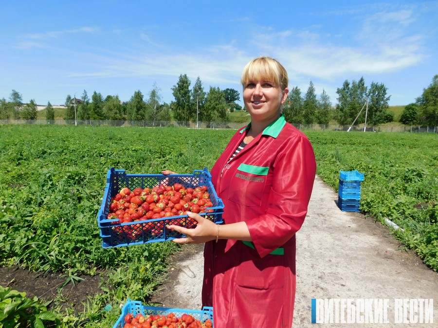 Более тонны клубники выпущено на новой линии цеха шоковой заморозки филиала «Тепличный» в Оршанском районе