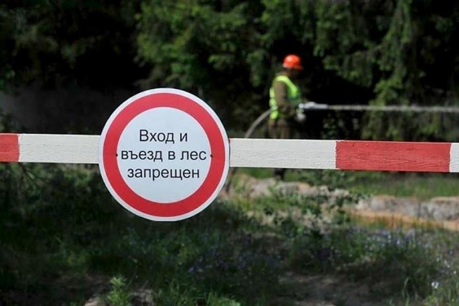 Запреты и ограничения на посещение лесов введены в 20 районах Витебской области