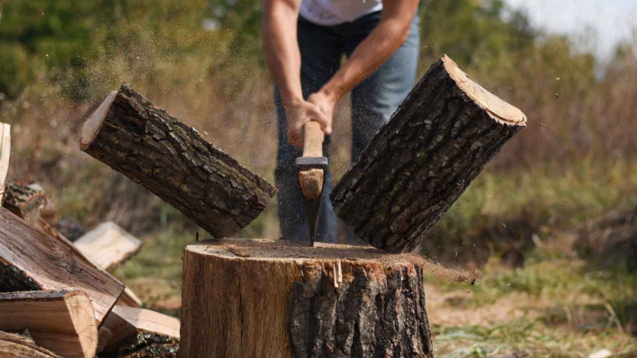 Где и как в Витебской области заготовить дрова?