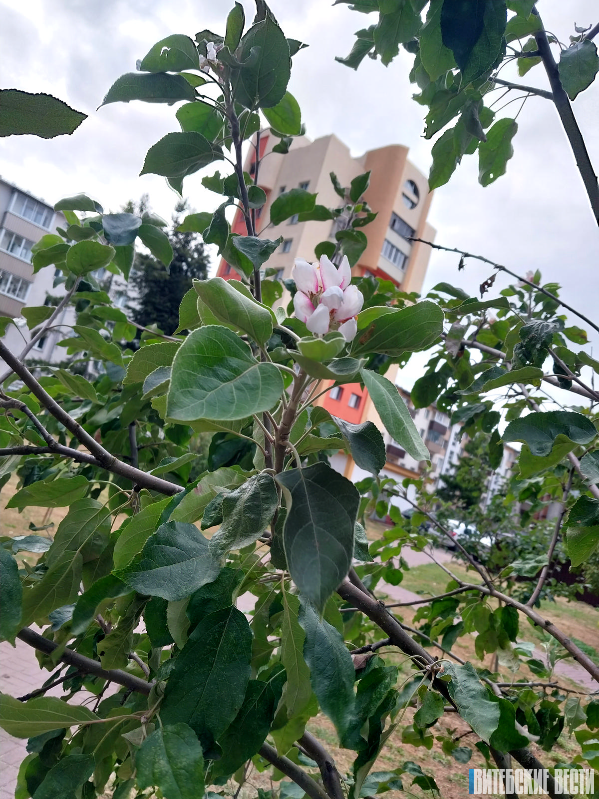 ФОТОФАКТ: В Витебске в сентябре зацвела яблоня