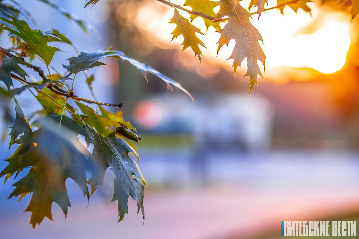 Погода в Витебске на 30 августа: кратковременные дожди и до +21°C