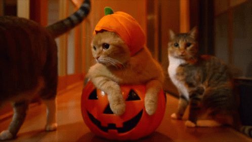 Афиша Витебска: ужасная вечеринка на Halloween vs ретро-концерт