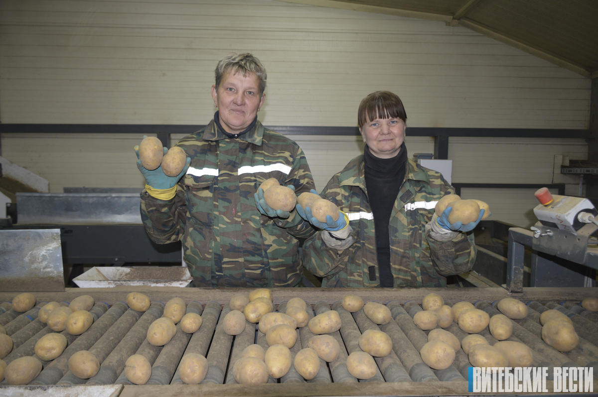 Толочинский картофель фри: успех на экспорт