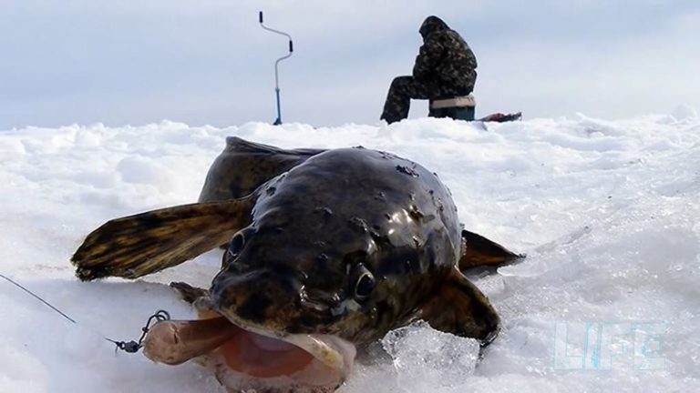 С 25 декабря вводится запрет на ловлю налима в Витебской области 
