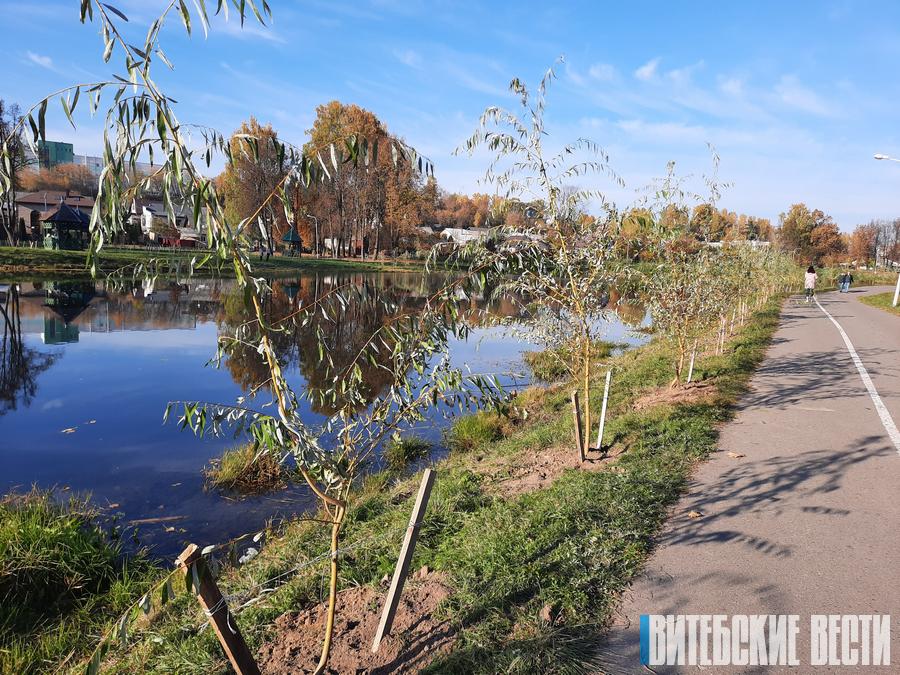 Осенью работники «Зеленстроя» планируют высадить в Витебске 6,6 тыс. деревьев и 7,5 тыс. кустарников