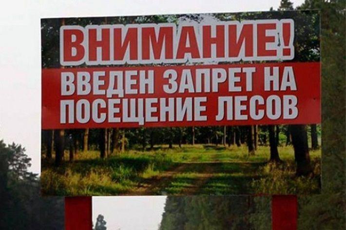 В пяти районах Витебской области из-за аномальной жары введен запрет на посещение лесов