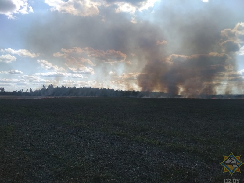 На пожаре в Оршанском районе спасено 95 гектаров ячменя