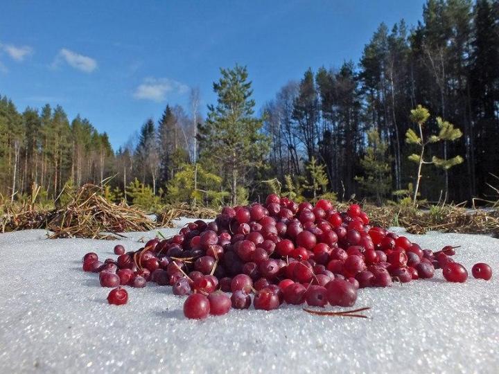 В Россонском районе нашли заблудившуюся в лесу сборщицу клюквы