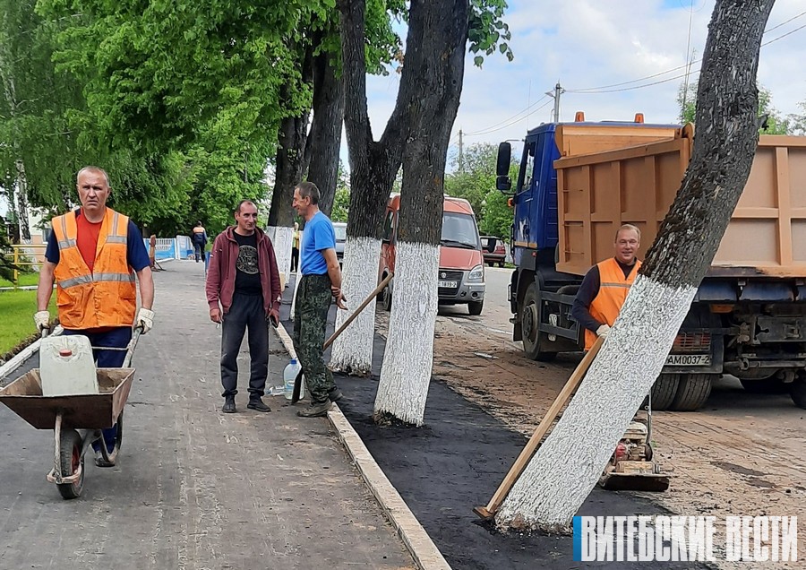В Лиозно дорожники укладывали асфальт под стволы лип – местная власть отреагировала на ситуацию оперативно