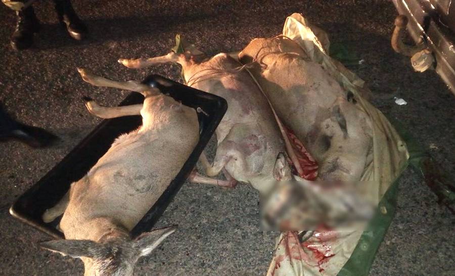 Браконьерскую машину с тушами трех косуль в багажнике задержали в Поставском районе