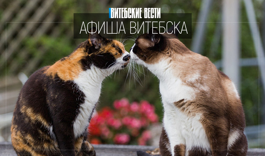 Узнать «Опасные секреты» и постичь гармонию отношений. Чем еще заняться на выходных в Витебске?