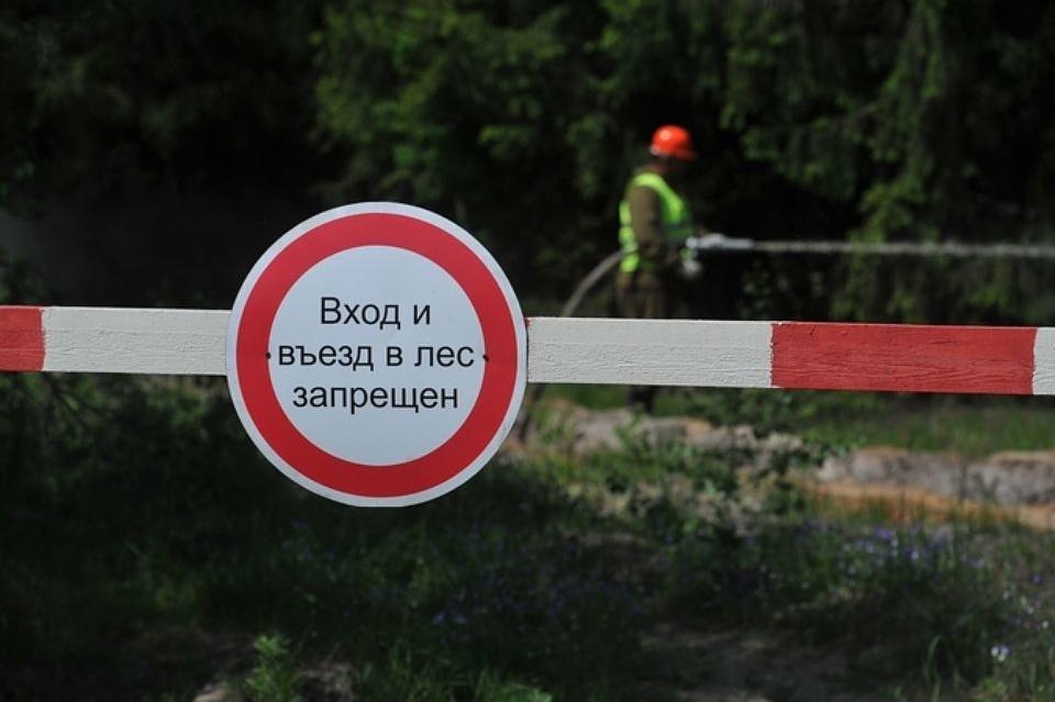 Посещение лесов запретили более чем в 50 районах Беларуси 