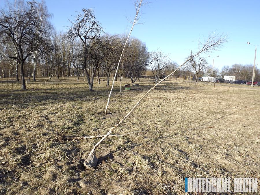 На территории возле Витебского ЦСК погибло 15 берез, посаженных в прошлом году