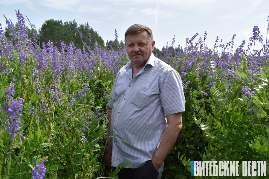 Самые большие площади галеги в Беларуси находятся в крестьянском хозяйстве «Родник» Шумилинского района