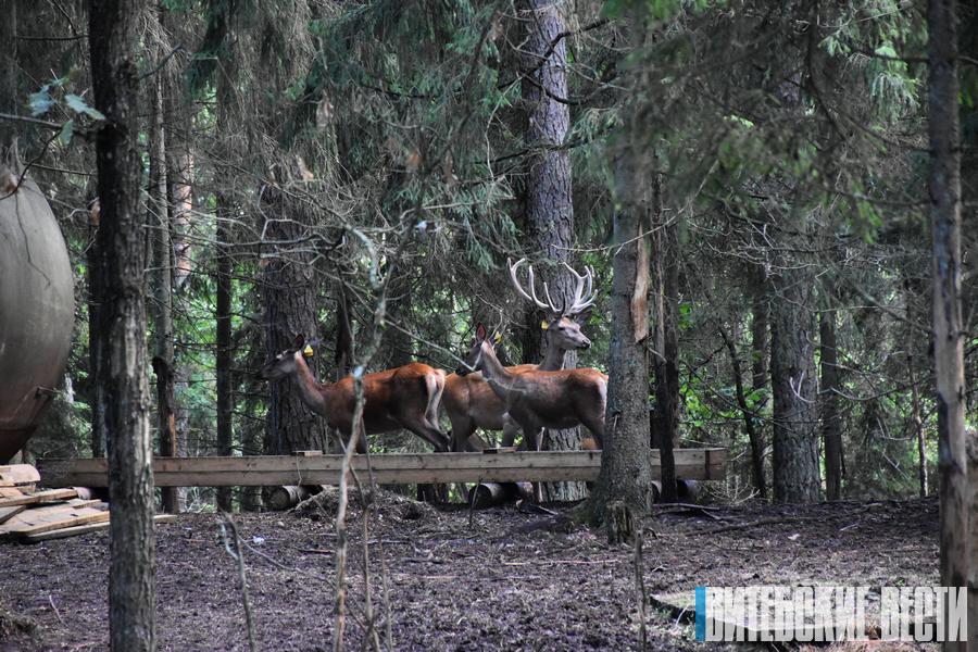 ФОТОФАКТ: 38 благородных оленей сегодня выпустили из вольера Витебского лесхоза