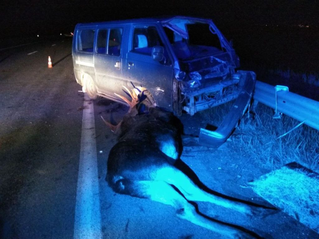 Два человека пострадали при столкновении автомобиля с лосем в Витебском районе 