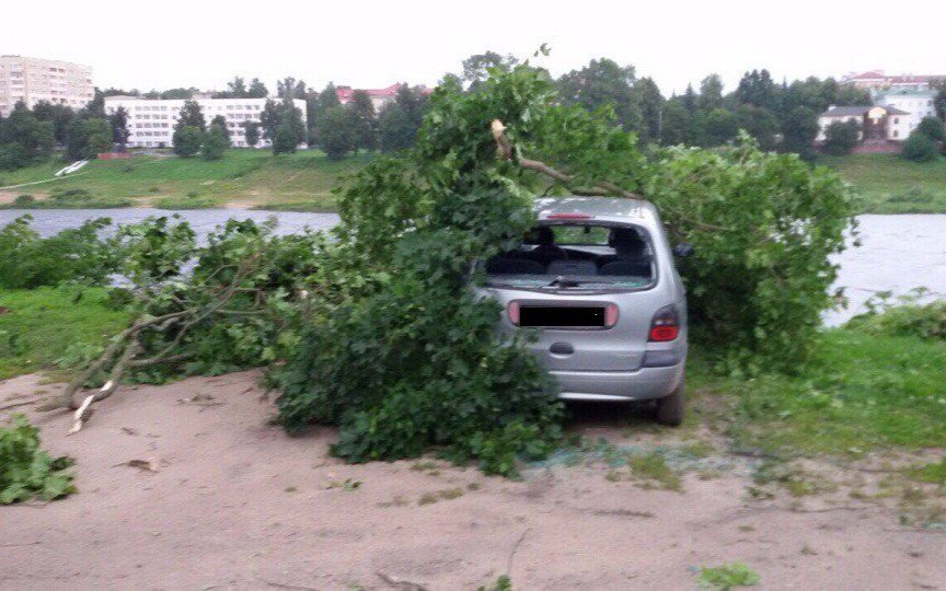 Десять случаев падения деревьев зафиксировано в Витебской области из-за прохождения грозового фронта