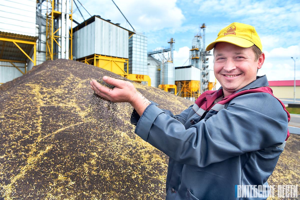 В Витебской области госзаказ по зерну выполнен на 99,4%, полностью рассчитаться с госзаказом планируют до 15 октября