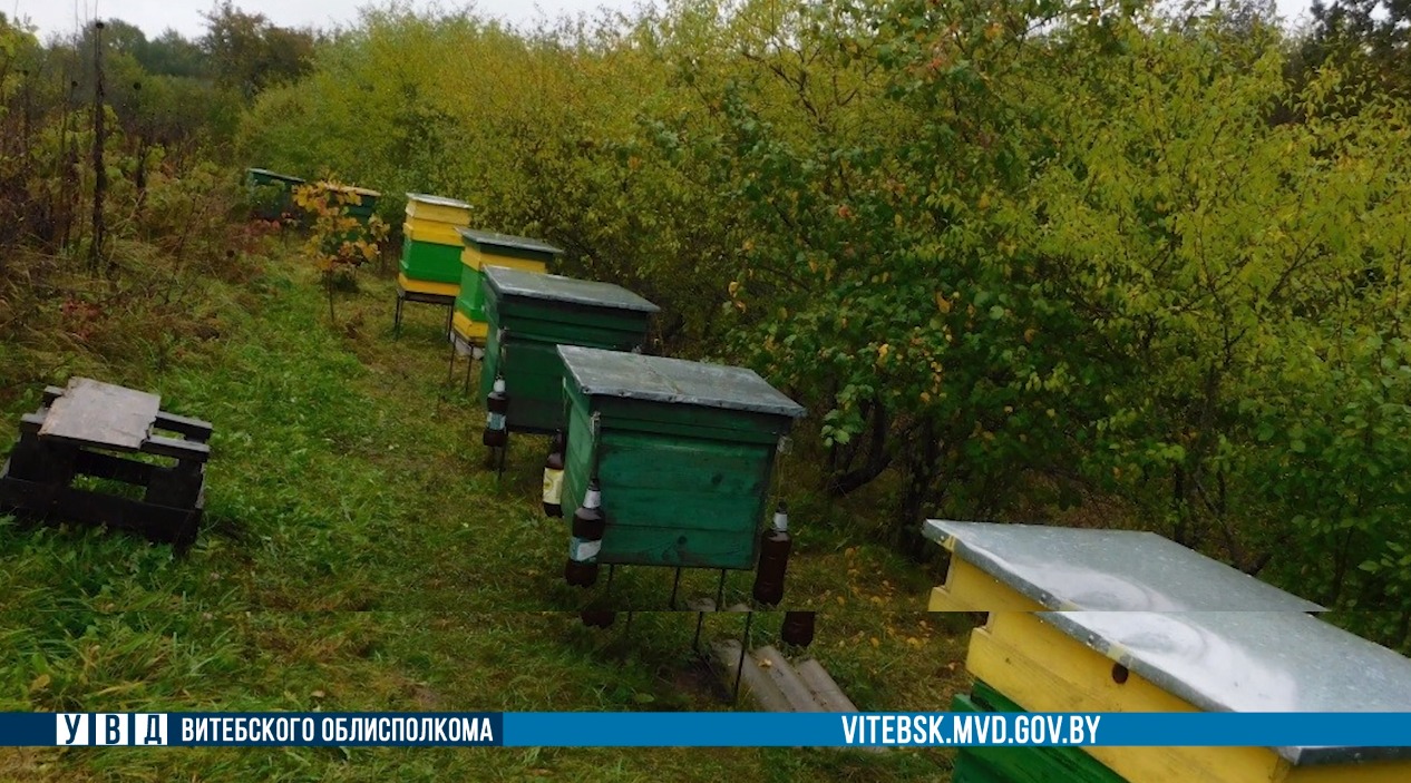 В Ушачах женщина разграбила соседскую пасеку