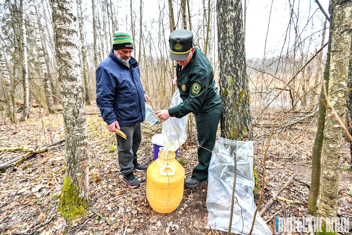 О секретах сбора и приготовления березового сока рассказали в витебском лесничестве