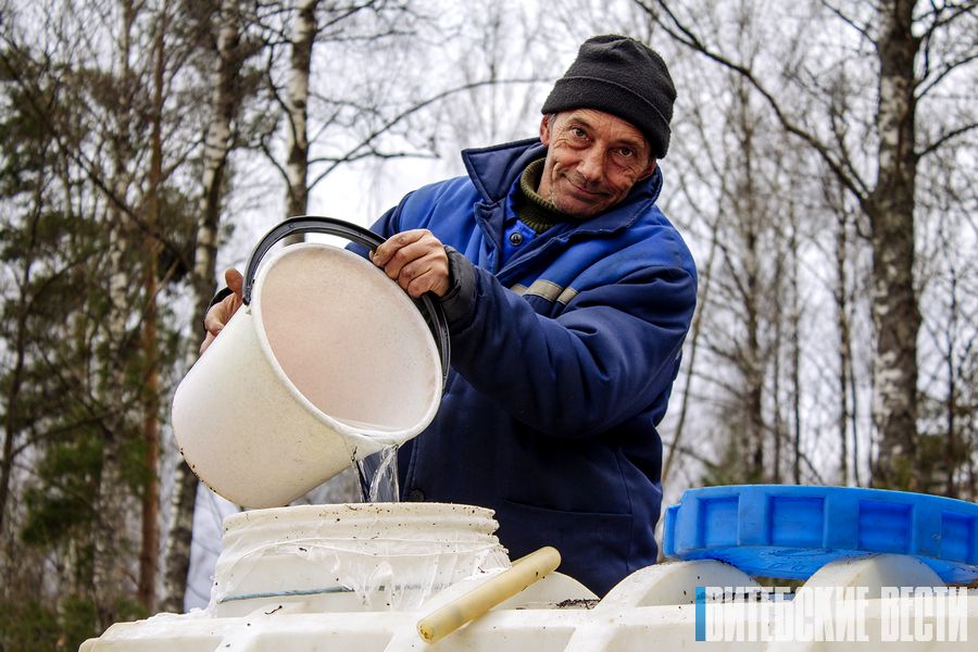 В Витебской области началась массовая заготовка березового сока