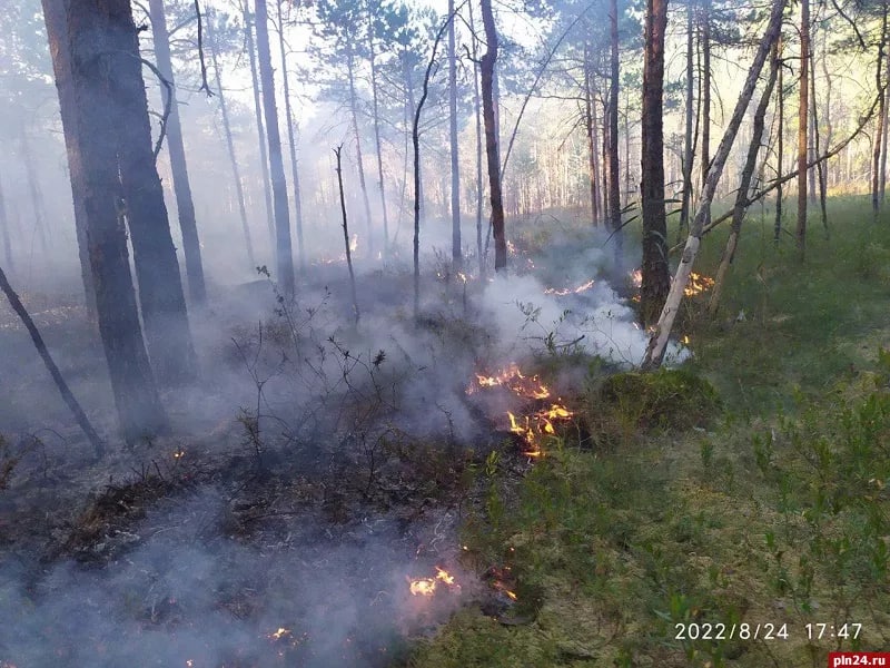 Лесной пожар в Псковской области подобрался к белорусской границе