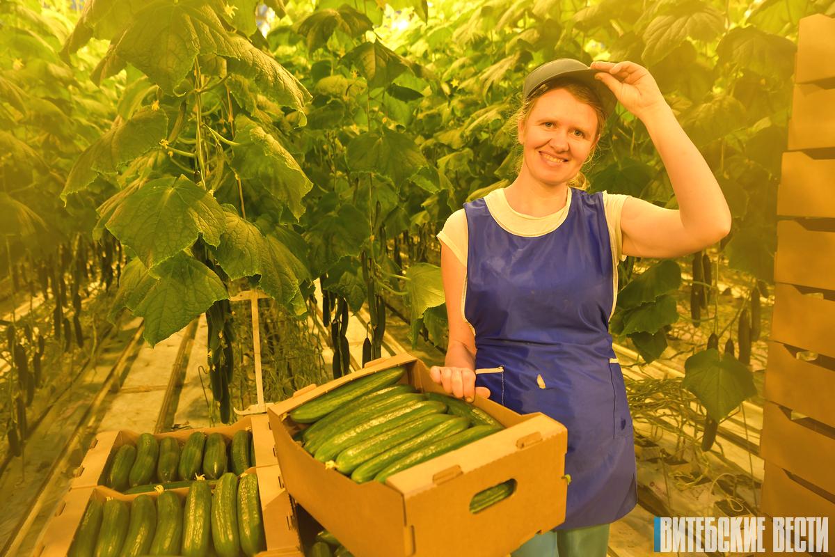 УП «Рудаково» Витебского района снимет первый урожай огурцов к старому Новому году