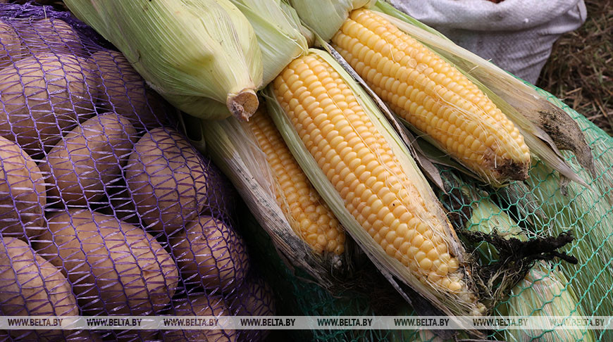 "Белкоопсоюз": в нынешнем году наша продукция на сельхозярмарках продается на 20-40% дешевле