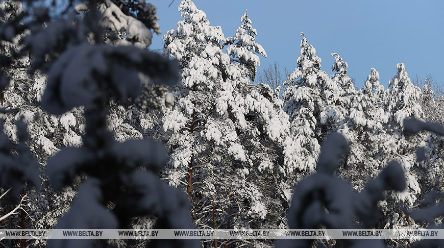 В Витебске 1 февраля ожидается до -6°C, небольшой кратковременный снег