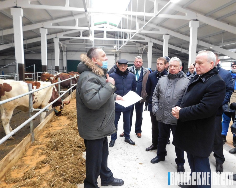 Суперэкстра – это реально: уникальное по своим качествам молоко начнут получать на РПУП «Устье» Оршанского района