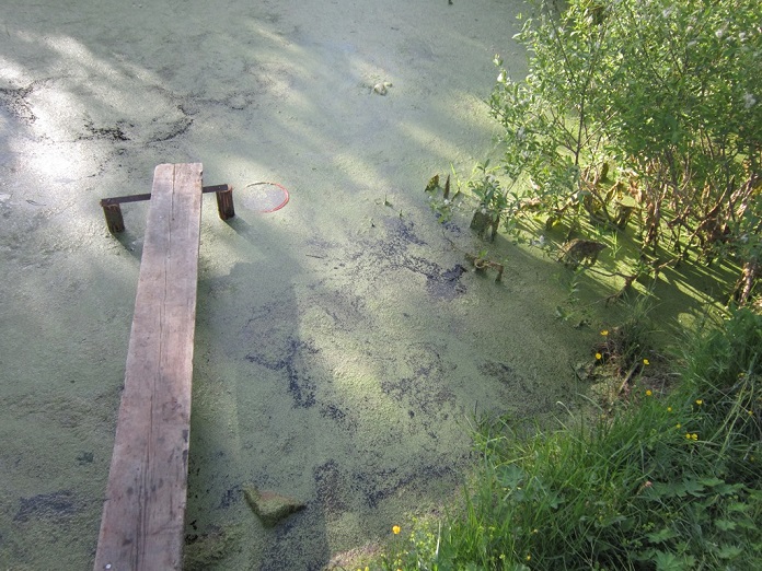 В Бешенковичском районе двухлетний мальчик утонул в водоеме возле дома