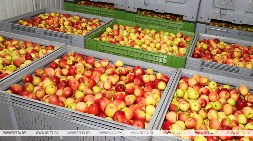 В стабфонды Витебской области заложено около 22 тыс. тонн плодоовощной продукции